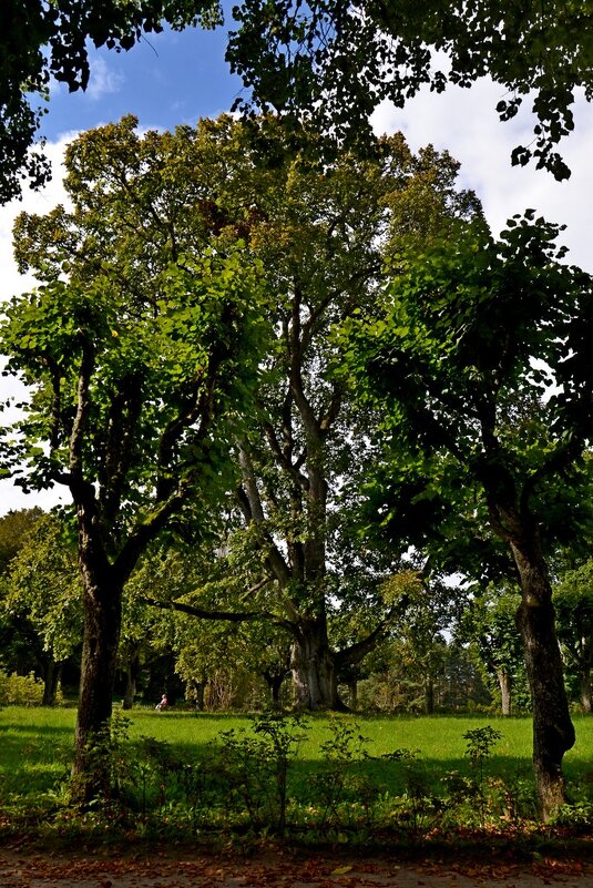 МИХАЙЛОВСКОЕ. - Виктор Осипчук
