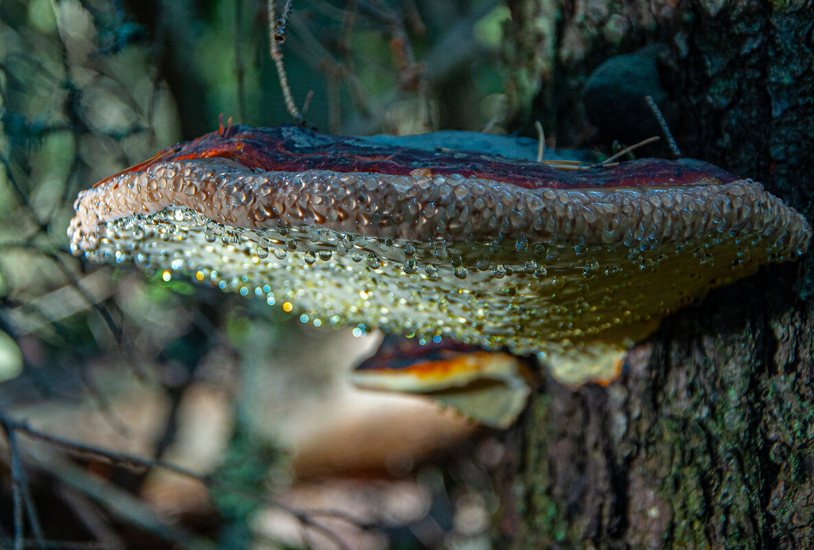 Капли, капли... - Олег Загорулько