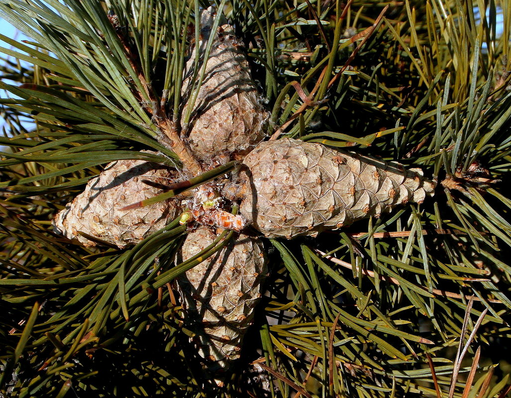 Зазвездились. - nadyasilyuk Вознюк Зазвездились. - nadyasilyuk Вознюк