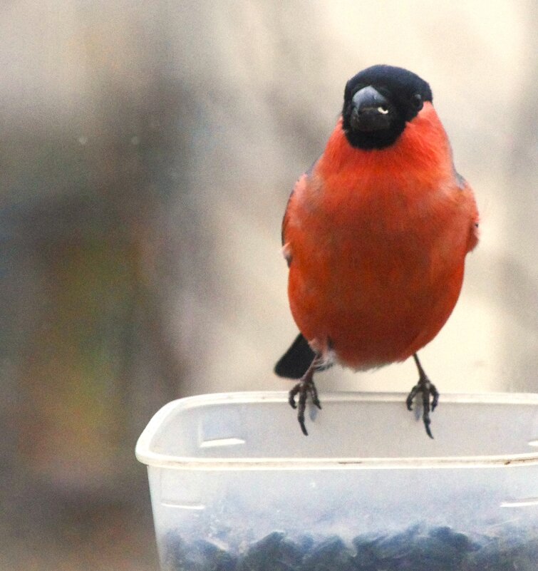 С Зимой вас ! - Юрий Куликов С Зимой вас ! - Юрий Куликов