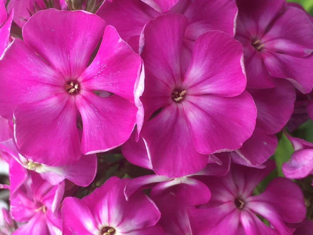 Флоксы - Ольга Савельева 