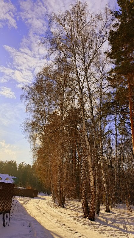 Первый зимний день . - Мила Бовкун