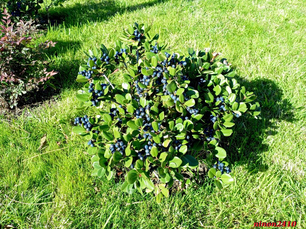 Адлер. Олимпийский парк - Нина Бутко