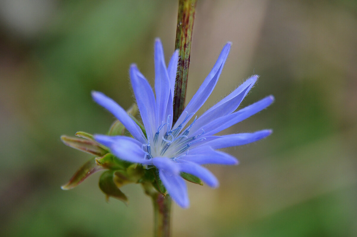 Осенние цветы - души очарованье, в них – радость и печаль, и осени дыханье... - Надежда Куркина 