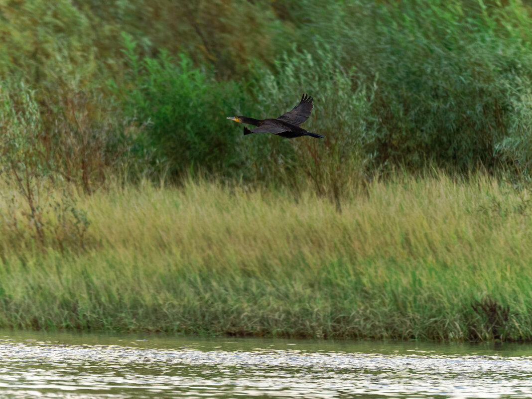 На бреющем... - Вячеслав Алтай