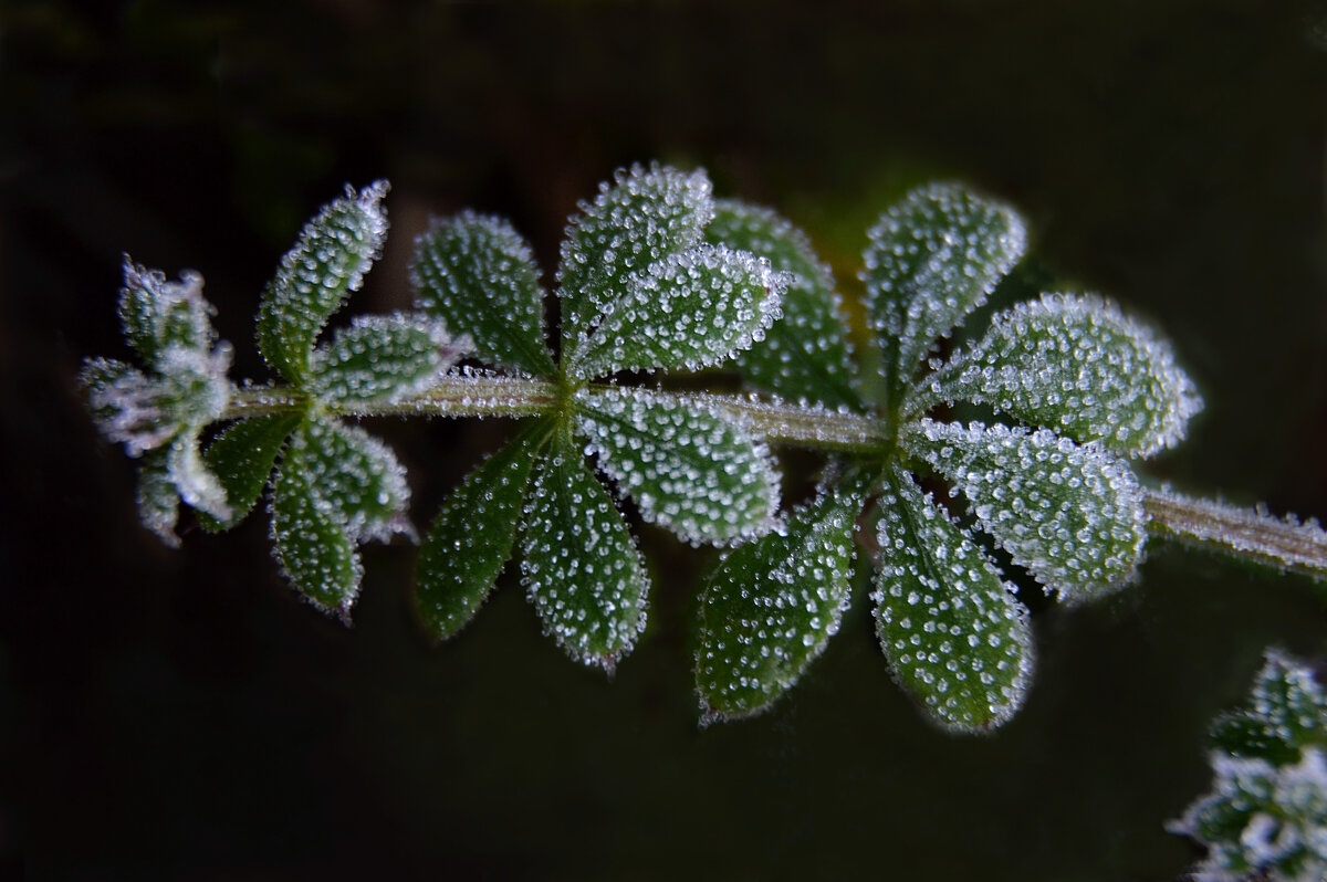 На траве сверкают льдинки... - Надежда Куркина 