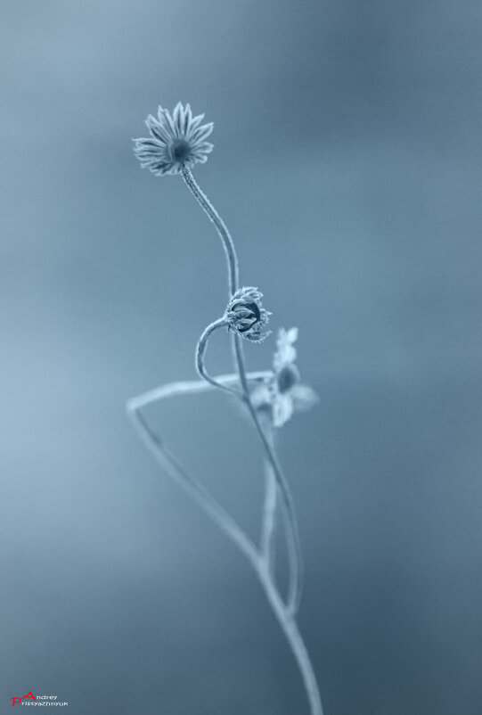рано утром... - Андрей Пристяжнюк