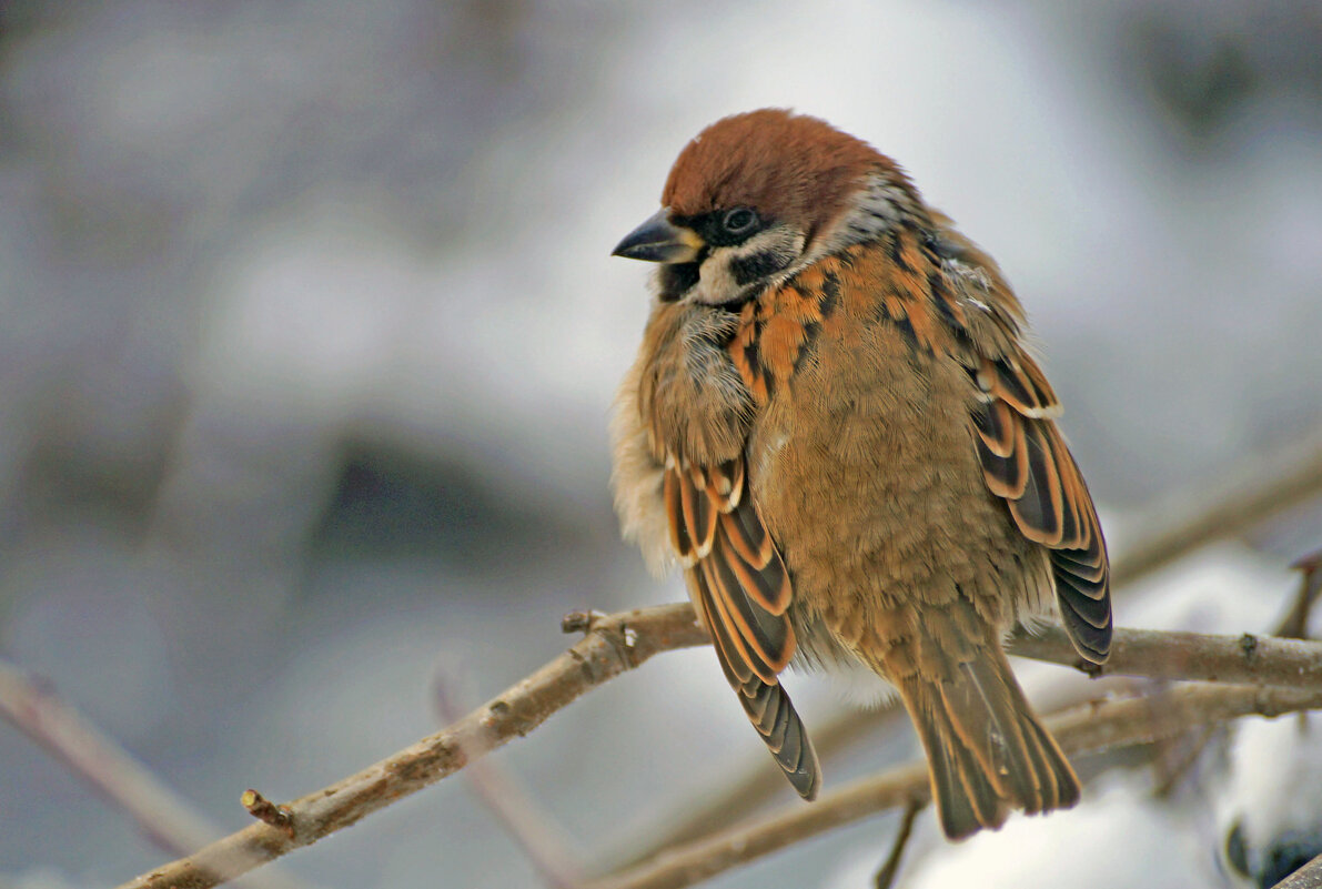 Воробей - Сергей Ц