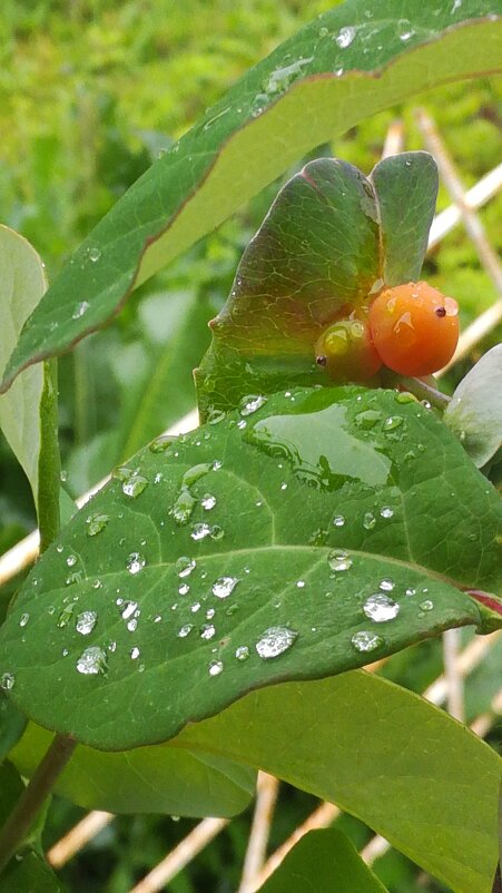 цветы на даче - Вадим Поляков