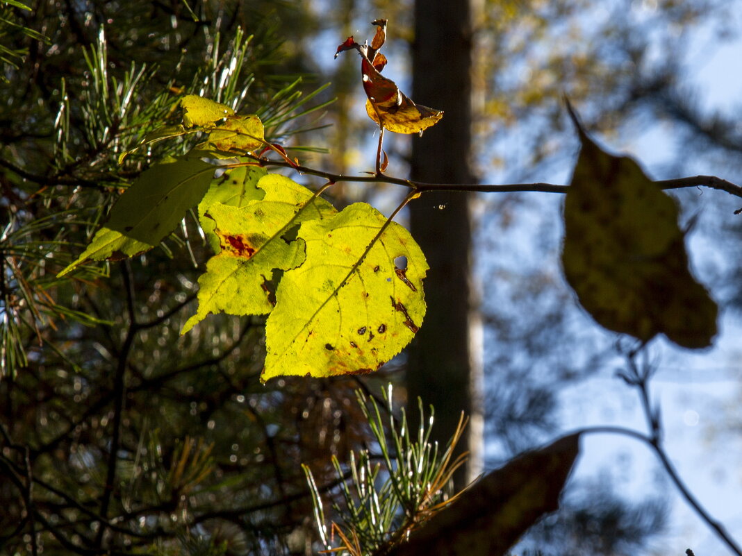 Фрагменты Осени 4/5 - Barguzin_45 Иваныч