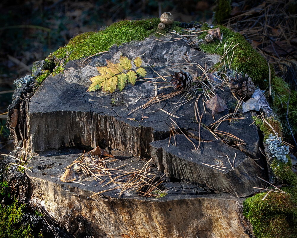 Фрагменты Осени 1/5 - Barguzin_45 Иваныч