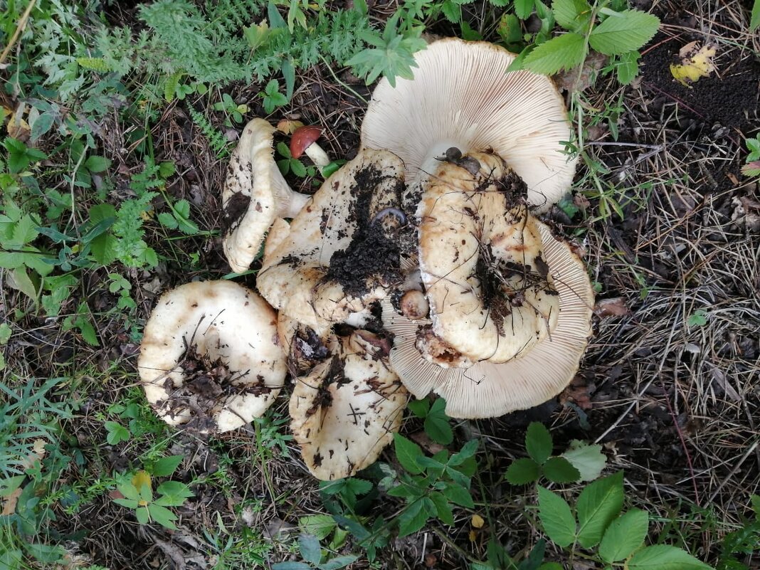 ГРИБЫ - СЕРГЕЙ ФИЛОЧКИН