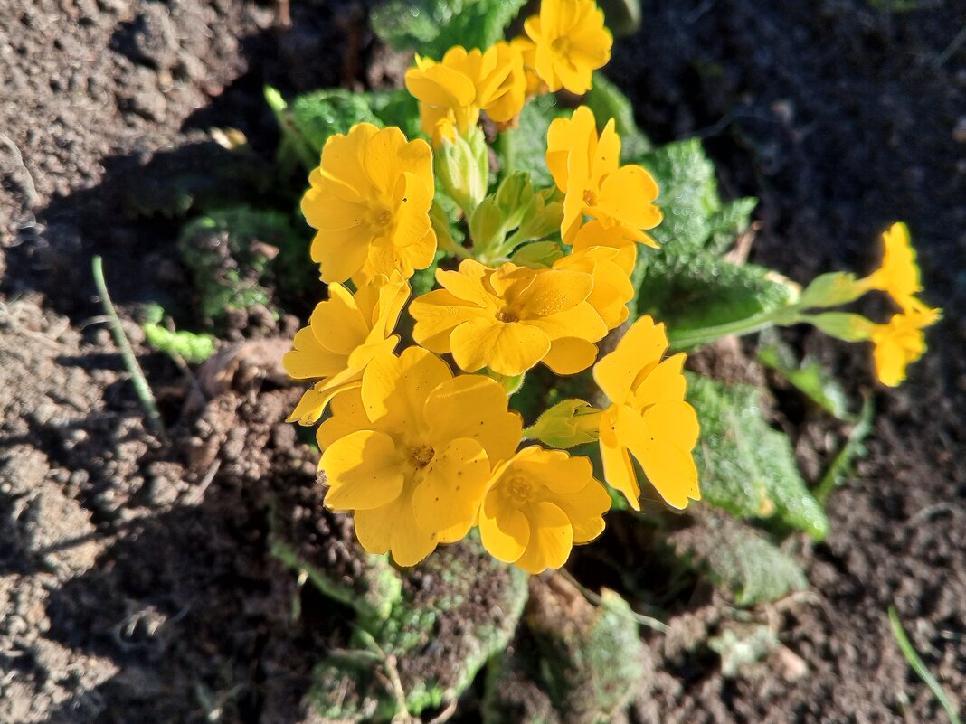 Примула - Сапсан 