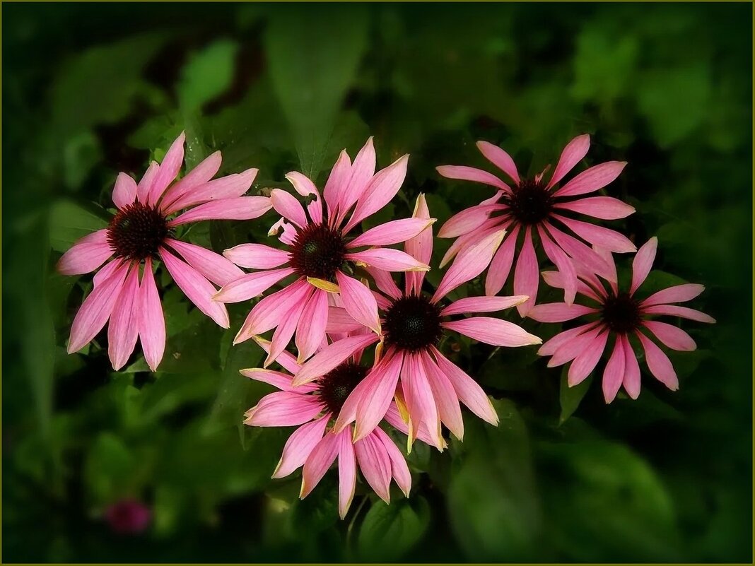 Эхинацея пурпурная - Валентина Надсон