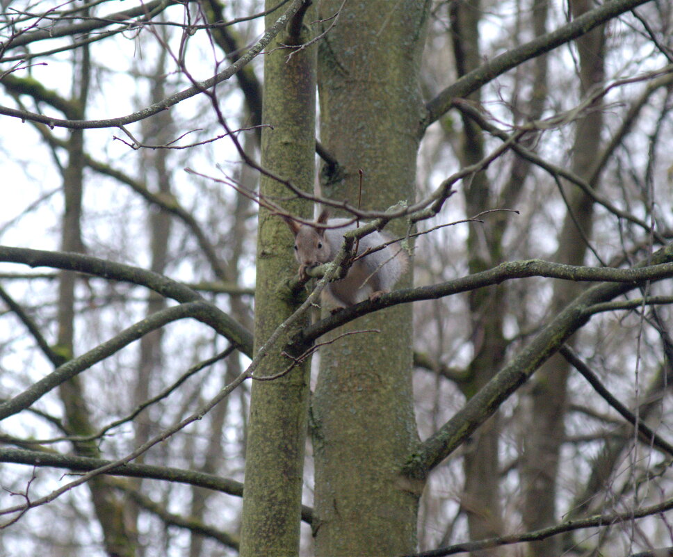 Фотоохота на белку - Сергей Владимирович Егоров Фотоохота на белку - Сергей Владимирович Егоров