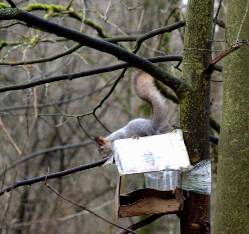 фотоохота на белку - Сергей Владимирович Егоров
