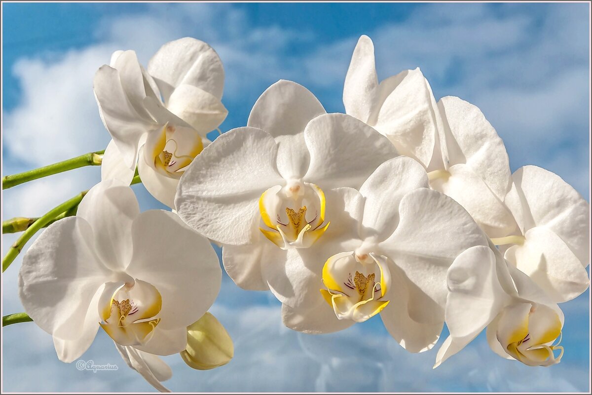 Про цветы... - Aquarius - Сергей