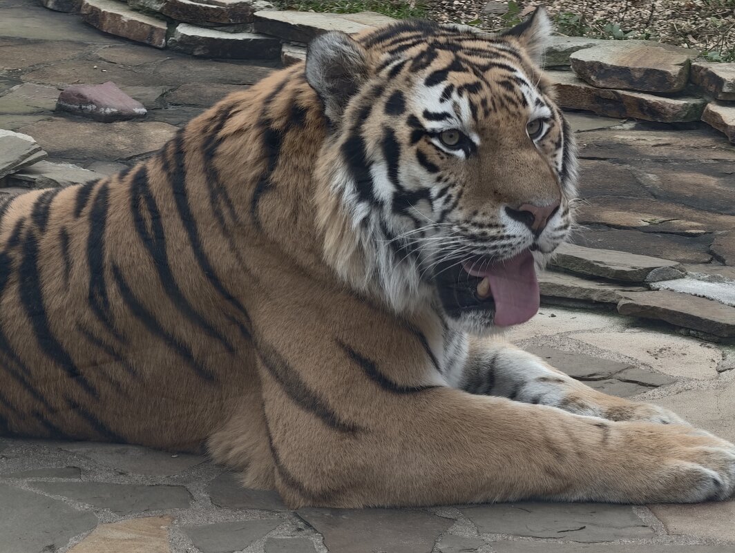 Амурский тигр - <<< Наташа >>>