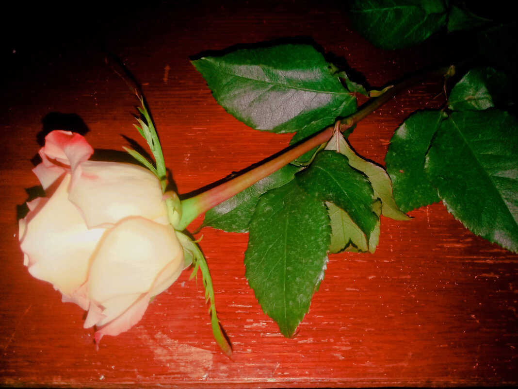 Роза - Сергей Кочнев