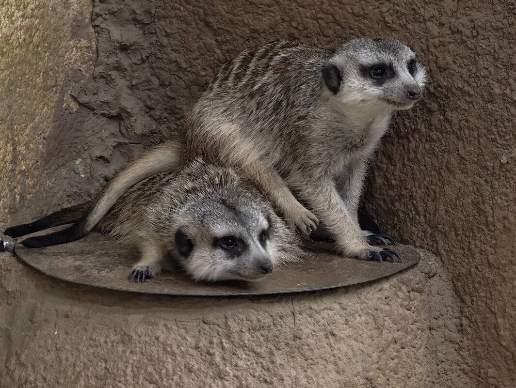 Сурикаты - <<< Наташа >>>