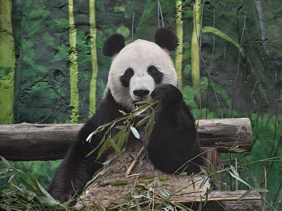 Панда Жуи - <<< Наташа >>>