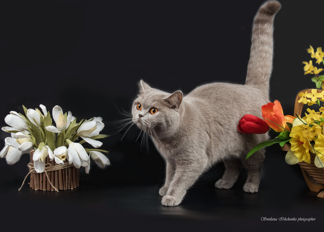 Британская короткошерстная кошка - Светлана Ищенко