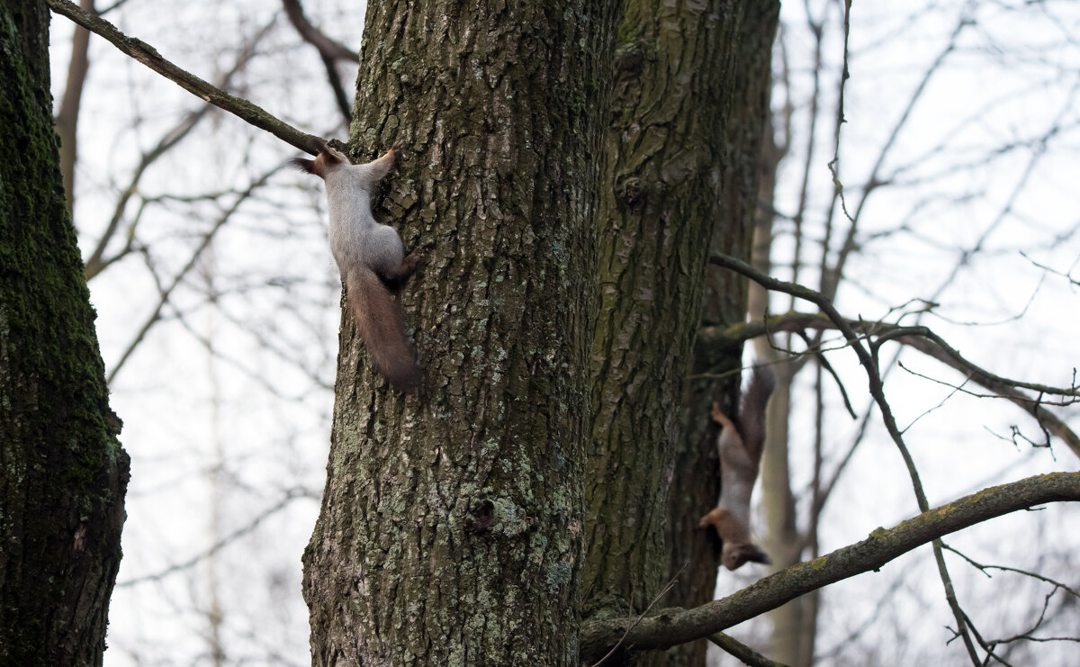 Гонки по вертикали... - Владимир Безбородов Гонки по вертикали... - Владимир Безбородов