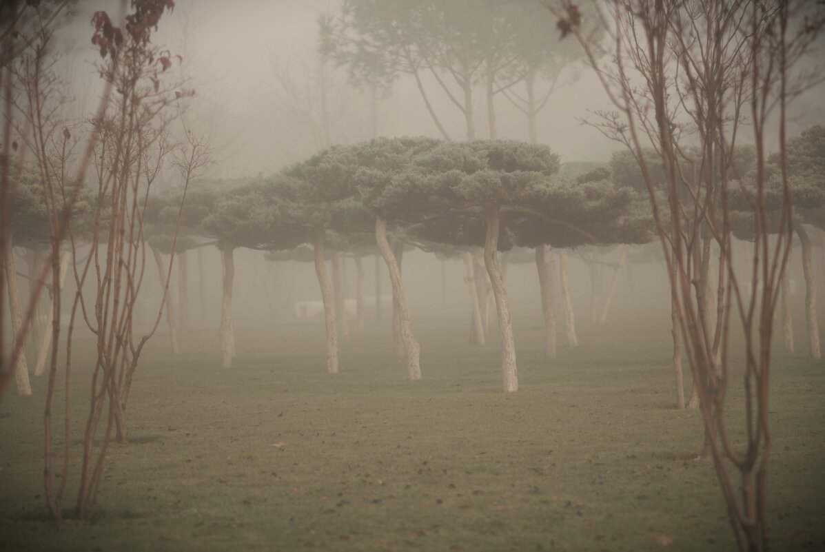 Как туман спускается, танцы начинаются! - Юрий Полторыхин.