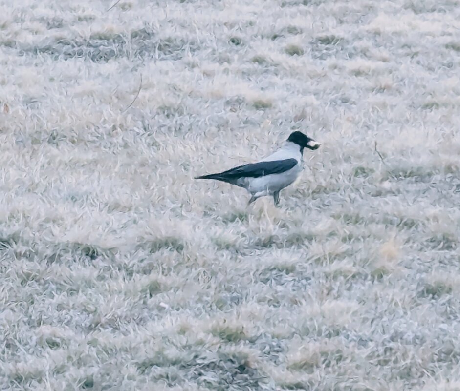 Серая шейка - Андрей Хлопонин Серая шейка - Андрей Хлопонин