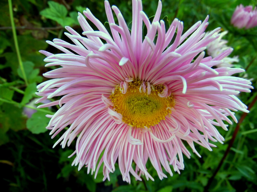 АСТРА. - nadyasilyuk Вознюк