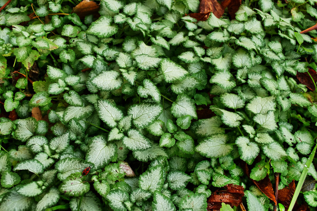 Листья яснотки - Александр Лычагин