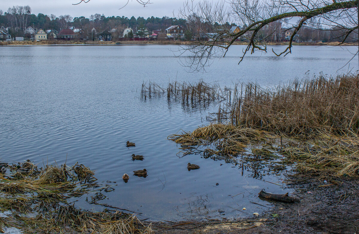 Утки на зимовке. - Михаил "Skipper"