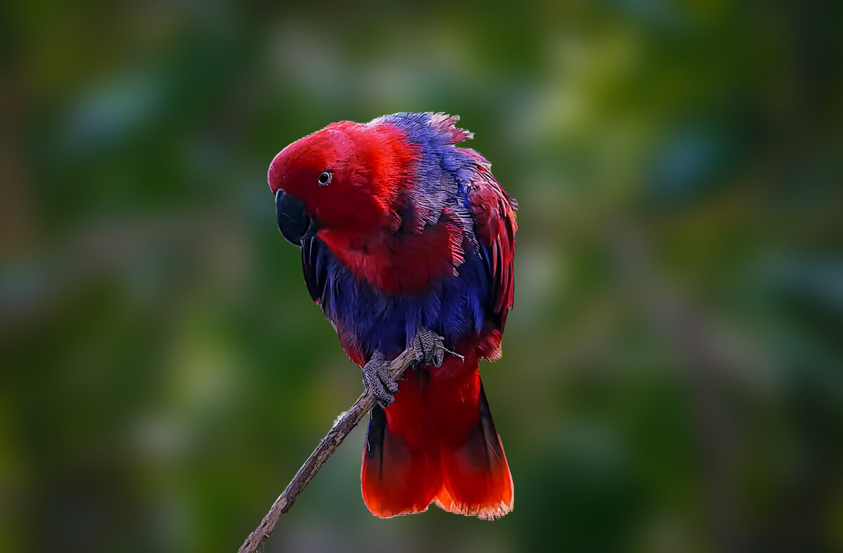 Благородный зелёно-красный попугай - Aleksey Afonin