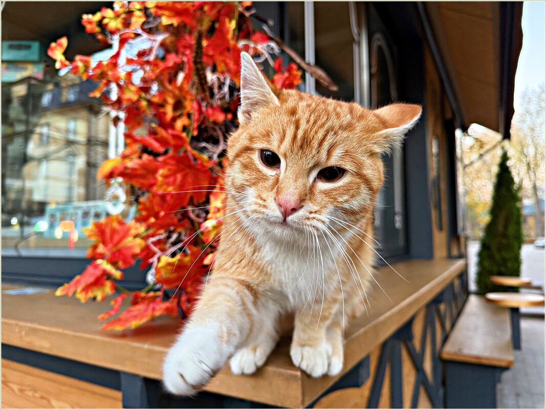 Ласковый Зеленоградский котик. - Валерия Комова