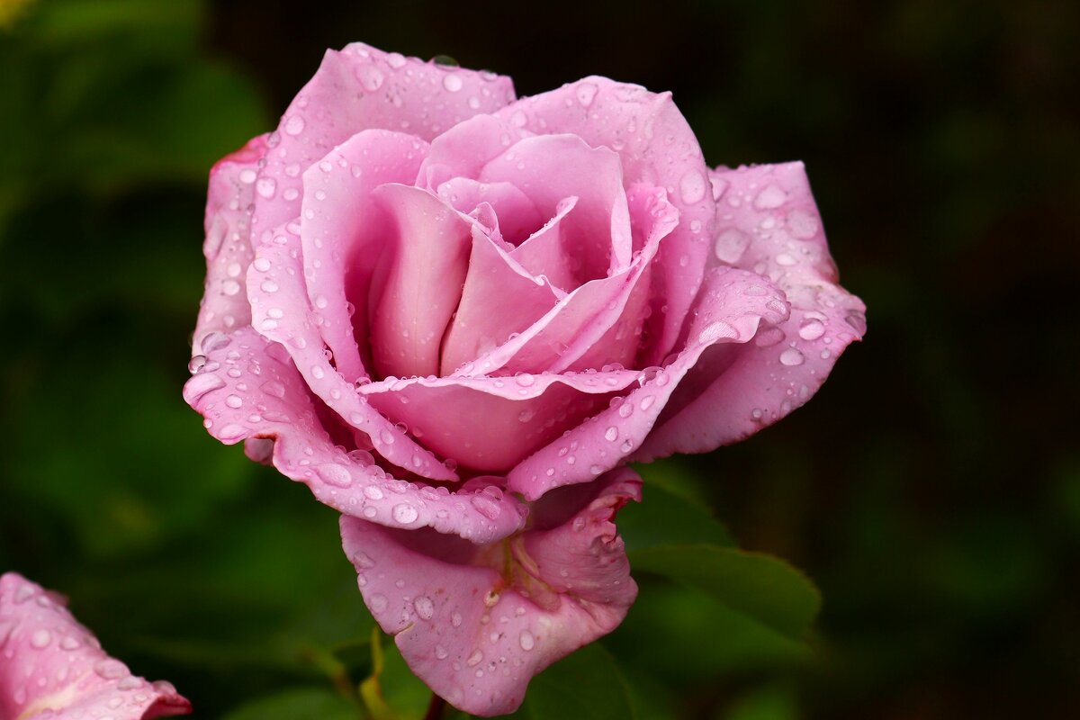 Доброе утро - Юрий. Шмаков