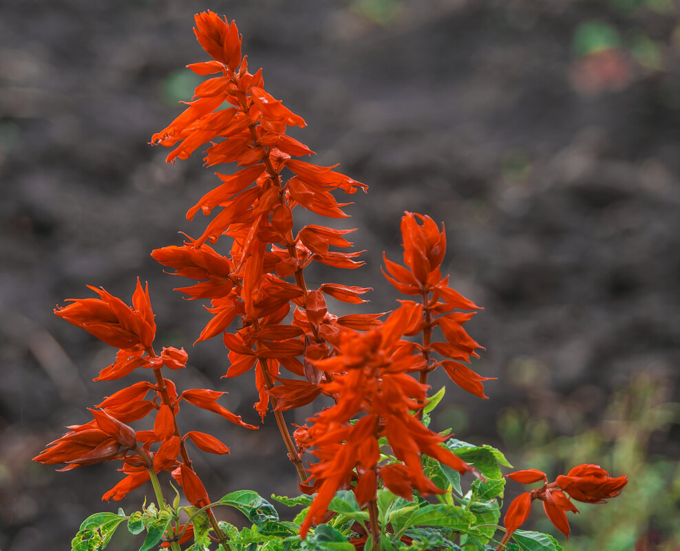 ОСЕНЬ - ЦВЕТЫ - Владимир Максимов ОСЕНЬ - ЦВЕТЫ - Владимир Максимов