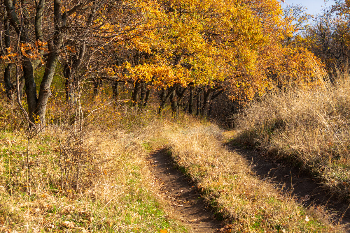 Ноябрь - Игорь Сикорский