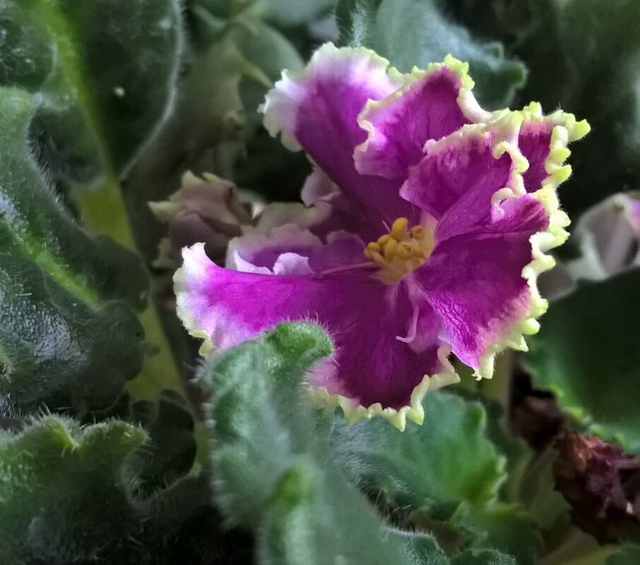 Фиалка - Елена Семигина