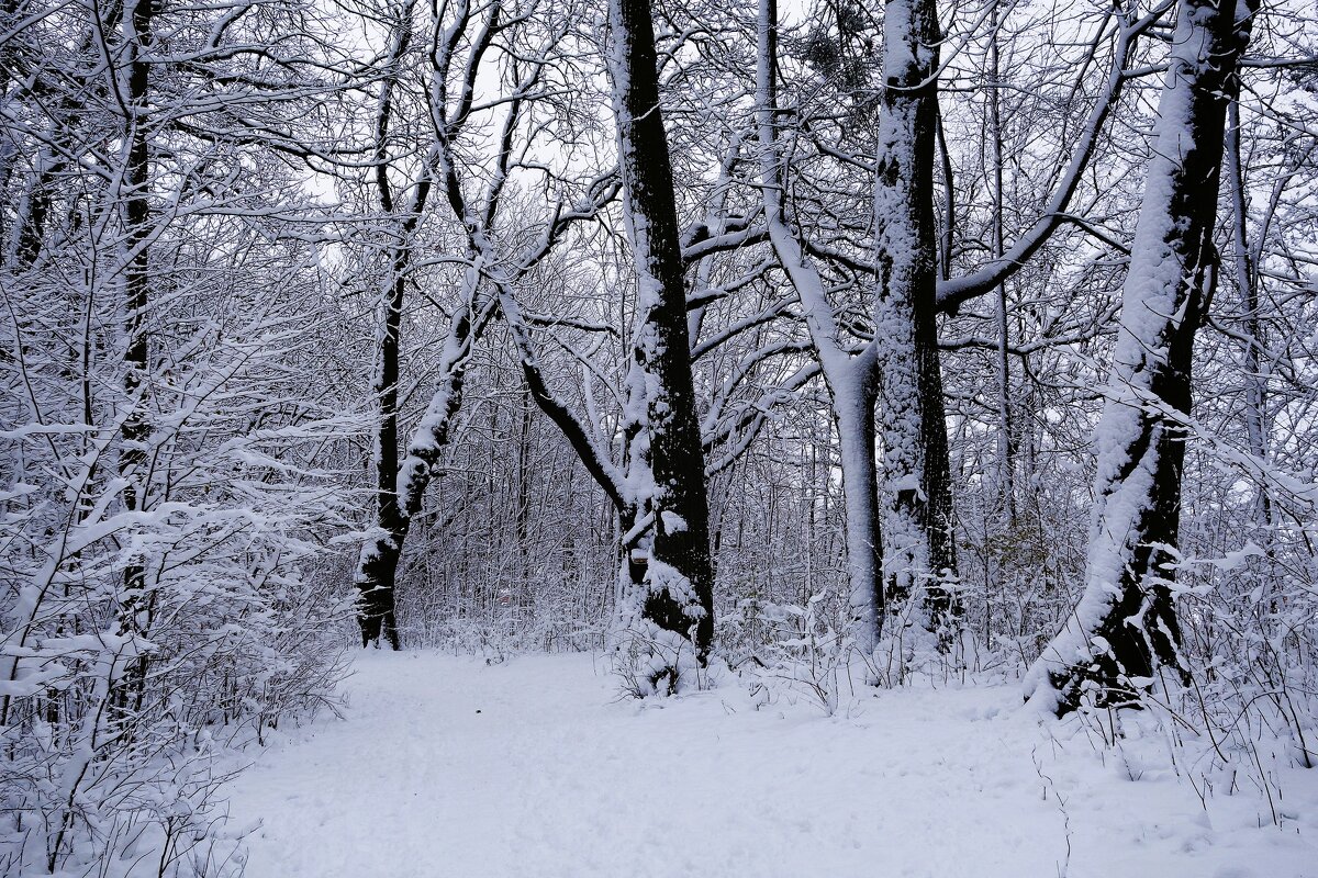 Снежный ноябрь - Рита Симонова