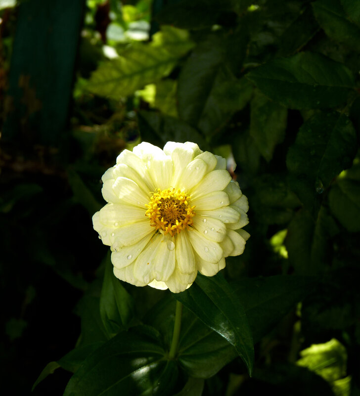 Циния жёлтая - Валентин Семчишин