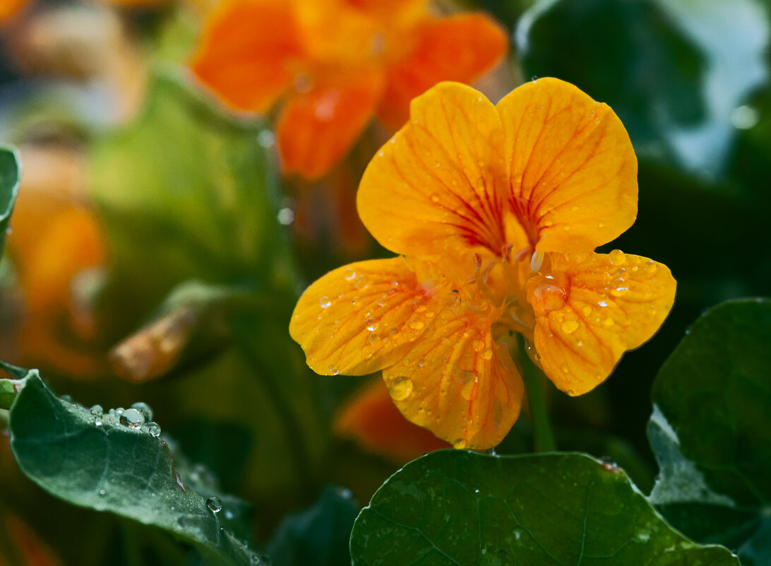 Садовые цветы - Олег Загорулько