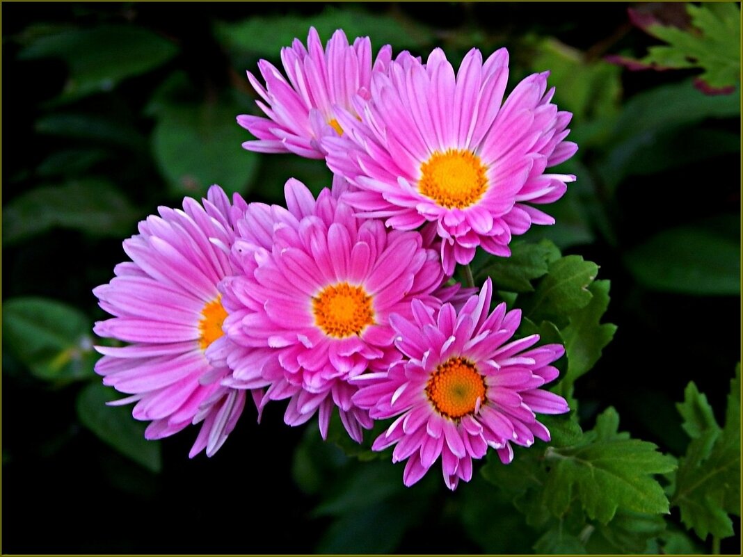 Хризантемы - Валентина Надсон