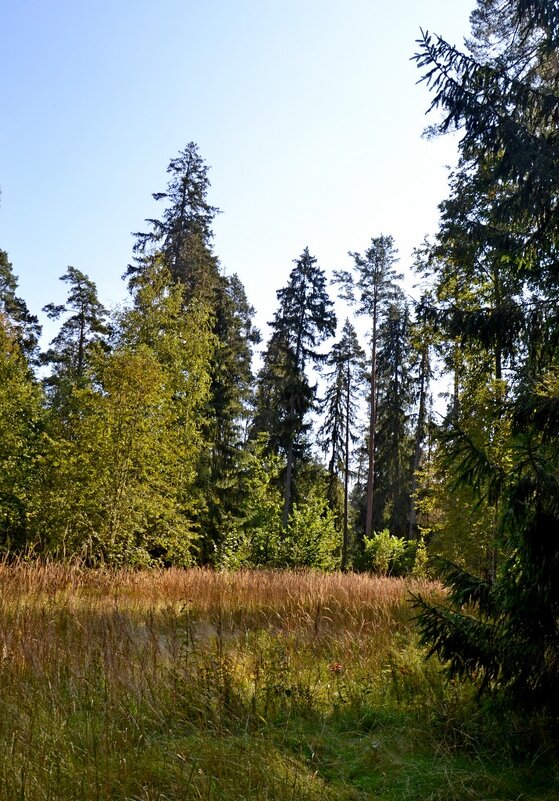 МИХЙЛОВКОЕ. - Виктор Осипчук