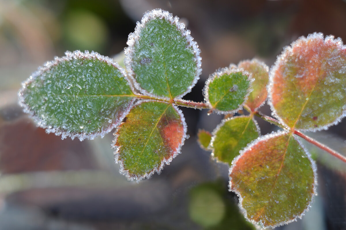 Приукрасил иней траву  белой бахромой .... - Надежда Куркина 