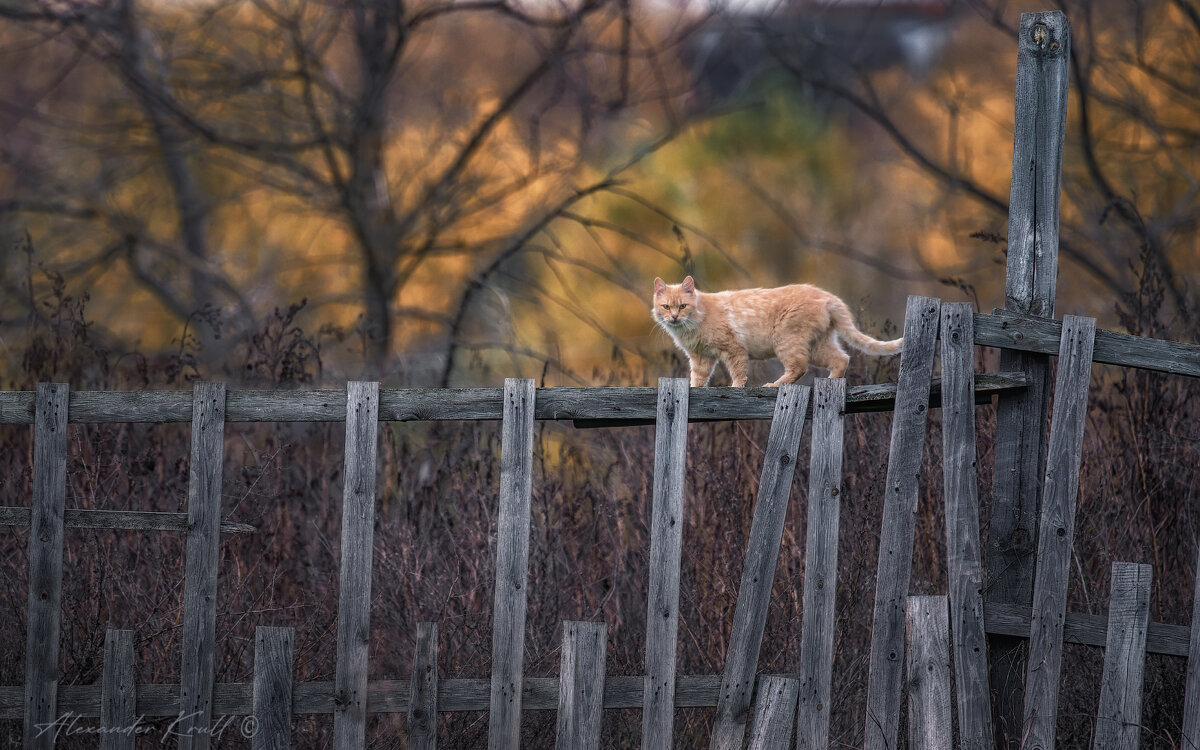 Осенний променад - Александр К.