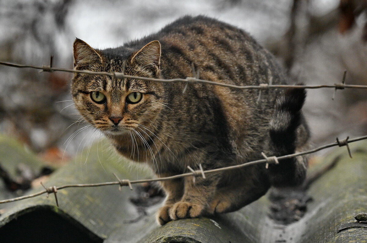 Хочу на свободу... - Николай Саржанов