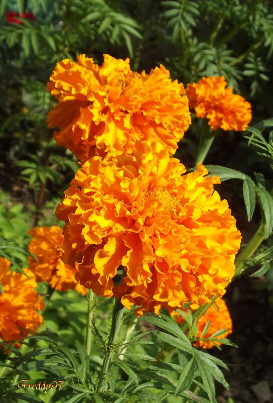 Бархатцы - Freddy 97
