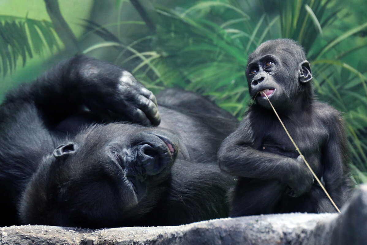 гориллы - Михаил Бибичков