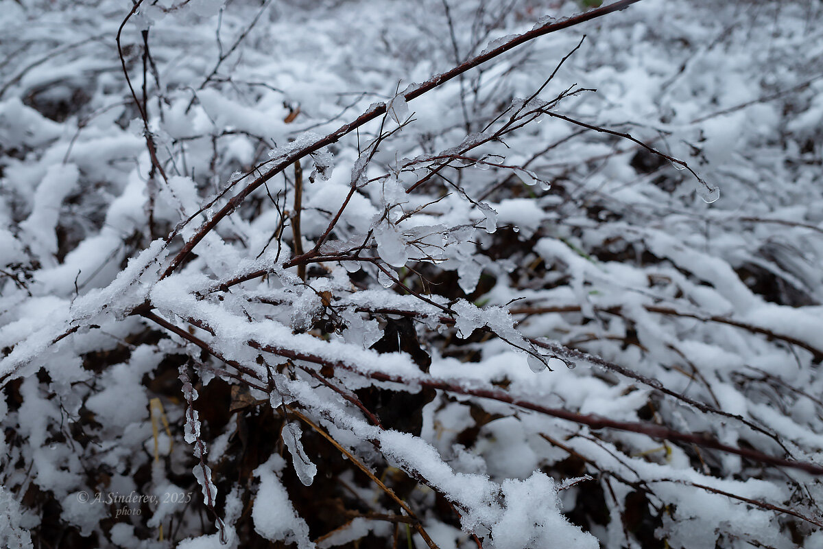 Первый снег на кусте - Александр Синдерёв