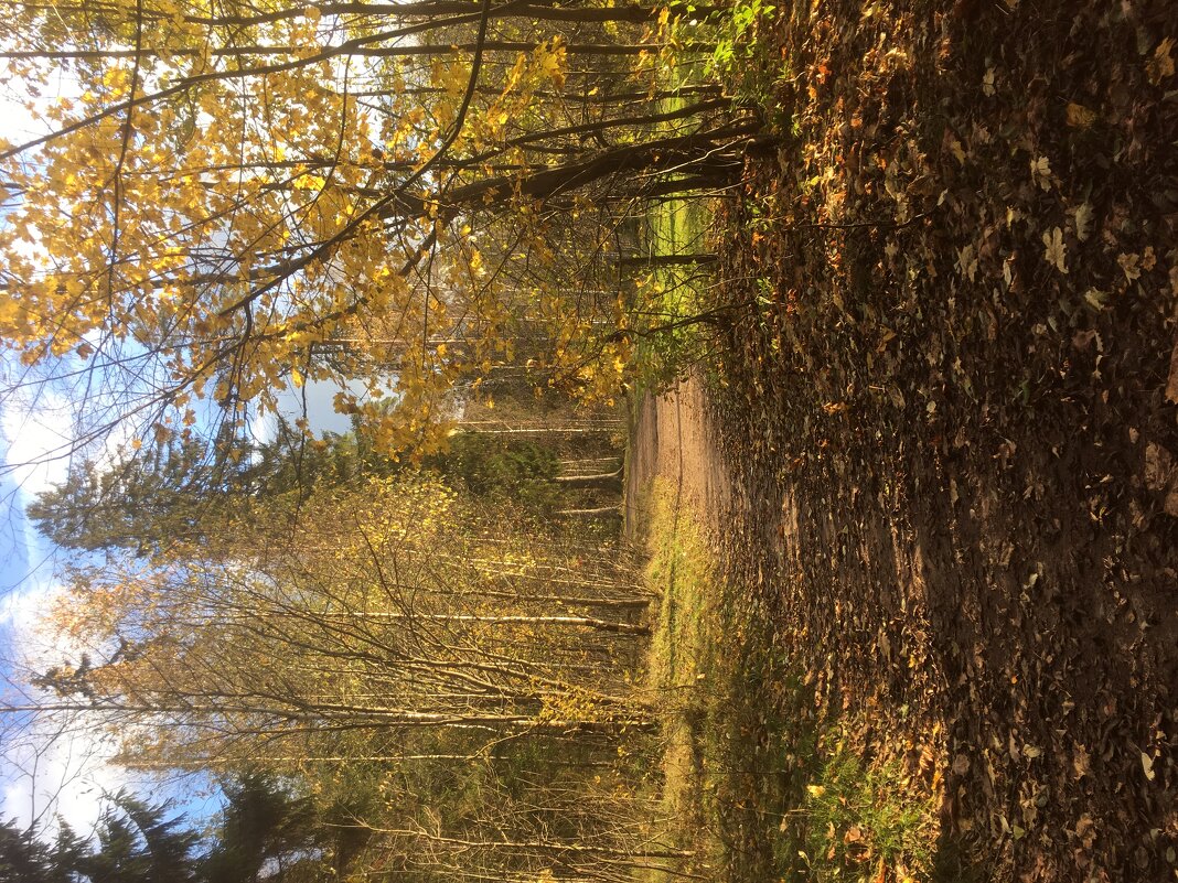 В парке - Ольга Савельева 